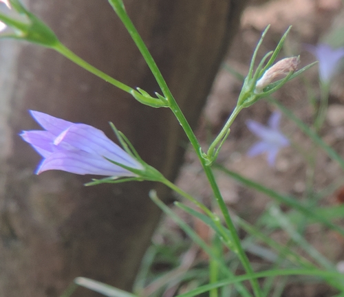 dal mio giardino  - Campanula rapunculus